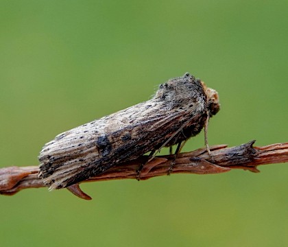 Adult &bull; Littleborough, Lancashire &bull; &copy; Ian Kimber