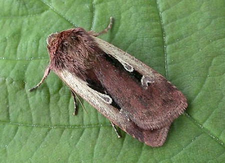 Flame Shoulder Ochropleura plecta