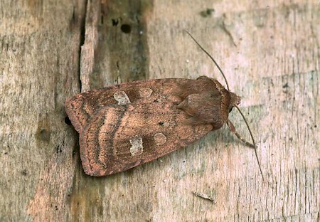 Small Square-spot Diarsia rubi