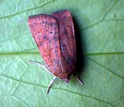 Adult &bull; Littleborough, Lancashire &bull; &copy; Ian Kimber