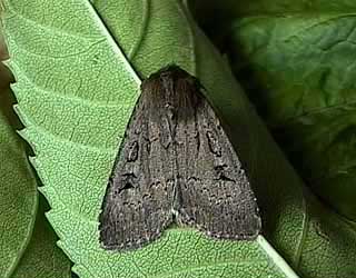 Double Dart Graphiphora augur