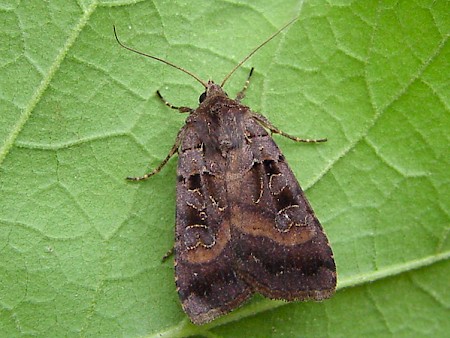 Square-spotted Clay Xestia stigmatica