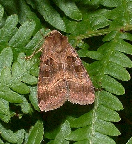 Square-spotted Clay Xestia stigmatica