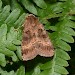 Adult • Carr Brae, Dornie, Wester Ross; July • © Brian Neath