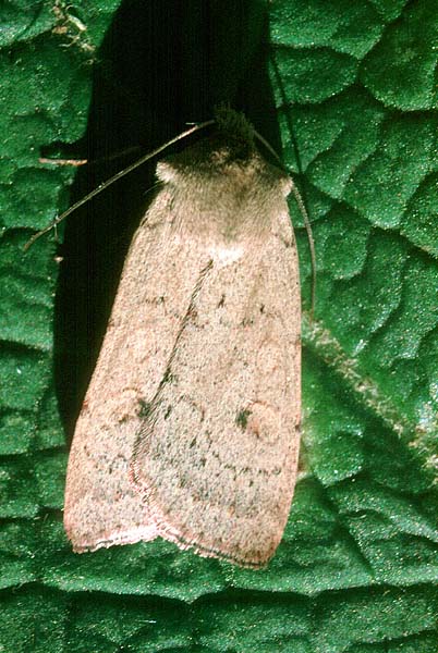 Neglected Rustic Xestia castanea