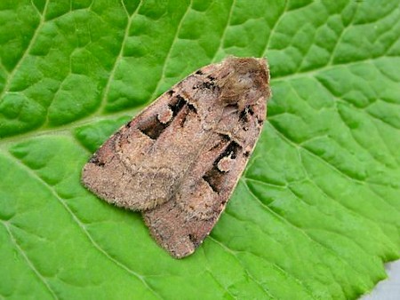 Double Square-spot Xestia triangulum