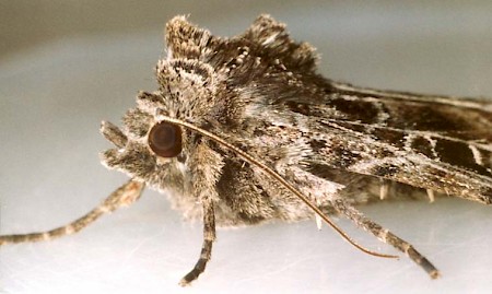 The Gothic Naenia typica