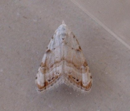 Adult &bull; Almeria, Spain &bull; &copy; Pete & Ginny Clarke