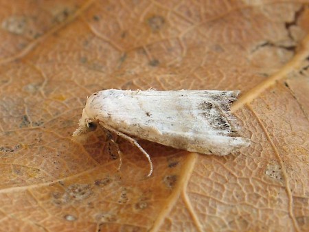 Jersey Black Arches Nola chlamitulalis