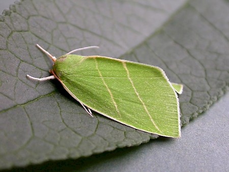 Scarce Silver-lines Bena bicolorana