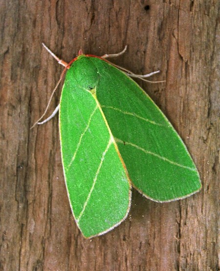 Scarce Silver-lines Bena bicolorana