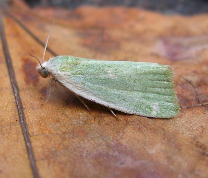 Adult &bull; Scarborough, E. Yorkshire &bull; &copy; Jax Westmoreland