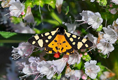 Cream-spot Tiger Arctia villica