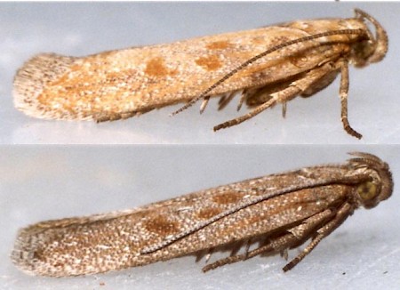 Scrobipalpa salinella