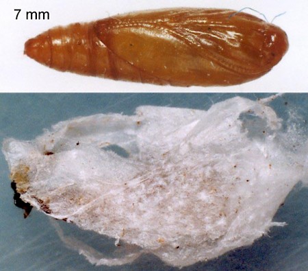 Scrobipalpa salinella