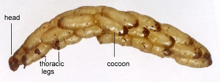 Scrobipalpa salinella