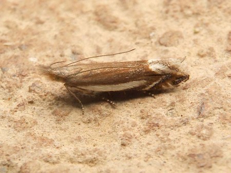 Sophronia humerella