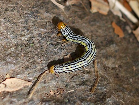 Light Magpie Abraxas pantaria