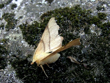 Clouded August Thorn Ennomos quercaria