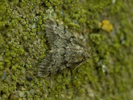 Dusky Carpet Tephronia sepiaria