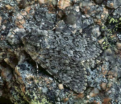 Adult &bull; Banffshire &bull; &copy; Roy Leverton