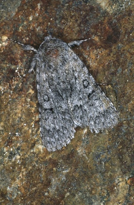 Sweet Gale Moth Acronicta cinerea