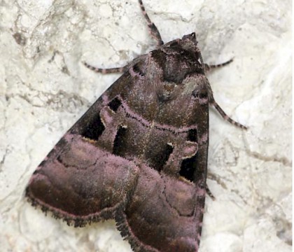 Adult &bull; Masquieres, Lot et Garonne, France &bull; &copy; John Tinning