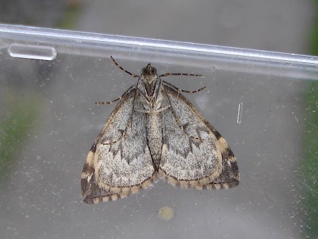 Arran Carpet Dysstroma truncata concinnata