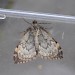 Adult (underside) • South Glendale, South Uist, Hebrides • © John Kemp