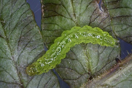 Musotima nitidalis