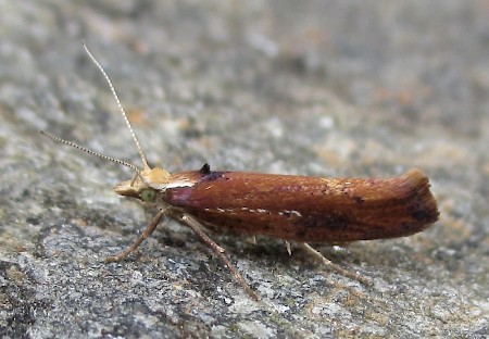 Ypsolopha parenthesella