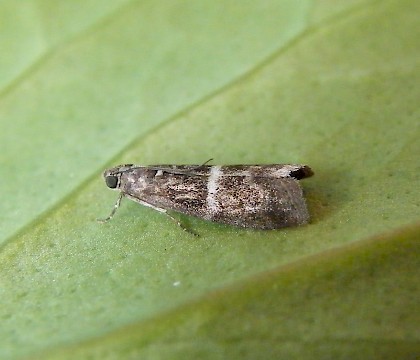 Adult &bull; Stubbington, Hampshire &bull; &copy; Dan Houghton