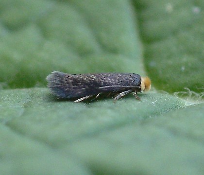 Adult &bull; Devon, reared from mine &bull; &copy; Phil Barden