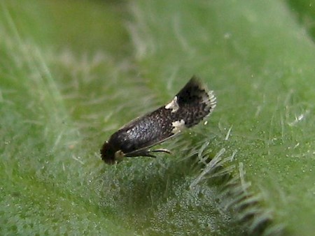 Trifurcula headleyella