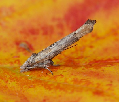 Adult &bull; Highworth, Wiltshire &bull; &copy; Steve Nash