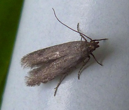 Adult &bull; Sapcote, Leicestershire &bull; &copy; Graham Calow