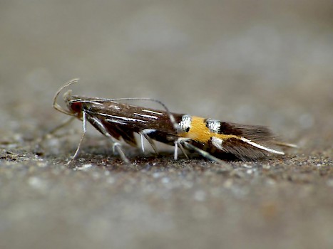 Cosmopterix scribaiella