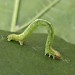 Larva, green form • East Ross, Scotland • © Nigel Richards