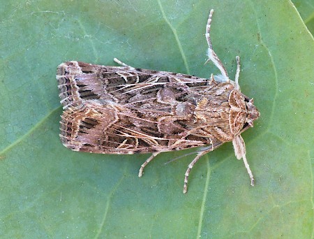 Mediterranean Brocade Spodoptera littoralis