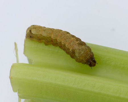 Mediterranean Brocade Spodoptera littoralis