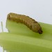 Larva • On organic celery, Swindon • © Steve Nash