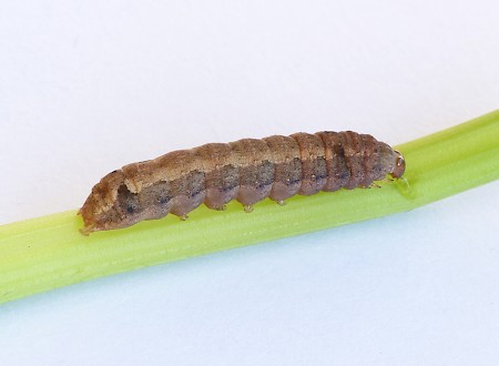 Mediterranean Brocade Spodoptera littoralis