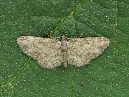 Maple Pug Eupithecia inturbata