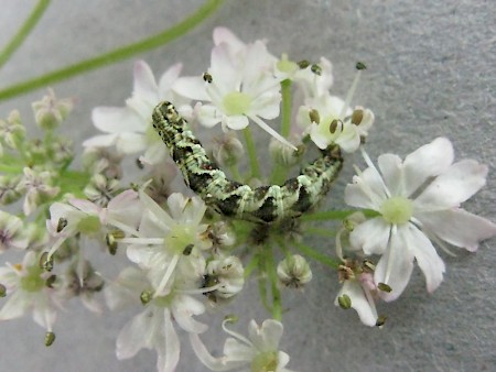 White-spotted Pug Eupithecia tripunctaria