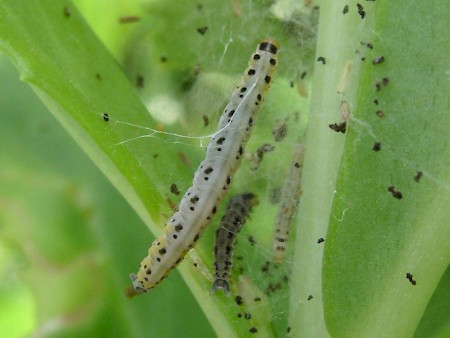 Yponomeuta sedella