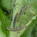 Larvae • Bere Alston, Devon • © Phil Barden