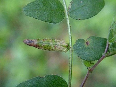 Phyllonorycter nigrescentella