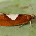 Female, reared from larva • Rochdale, Gtr. Manchester • © Ben Smart