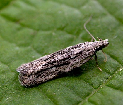 Adult &bull; Upper Caldecote, Bedfordshire &bull; &copy; Matt Burgess