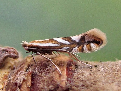 Phyllonorycter blancardella